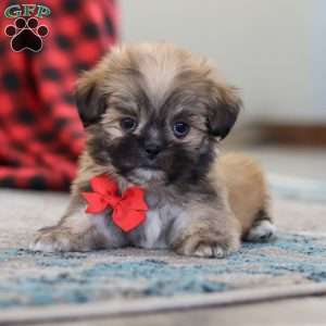 Taylor, Lhasa Apso Puppy